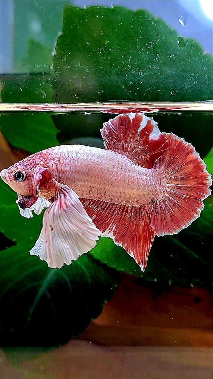PLAKAT DUMBO EAR LAVENDER BETTA FISH