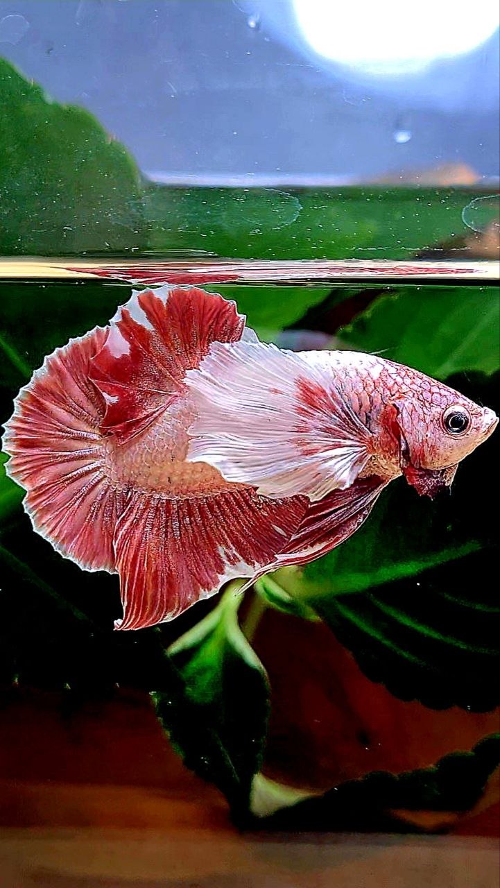 PLAKAT DUMBO EAR LAVENDER BETTA FISH