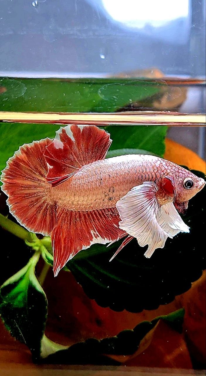 PLAKAT DUMBO EAR LAVENDER BETTA FISH