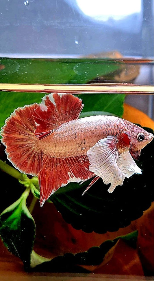 PLAKAT DUMBO EAR LAVENDER BETTA FISH