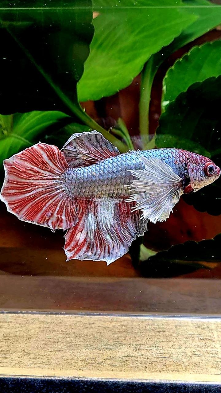 FEMALE HALFMOON COPPER RED BETTA FISH
