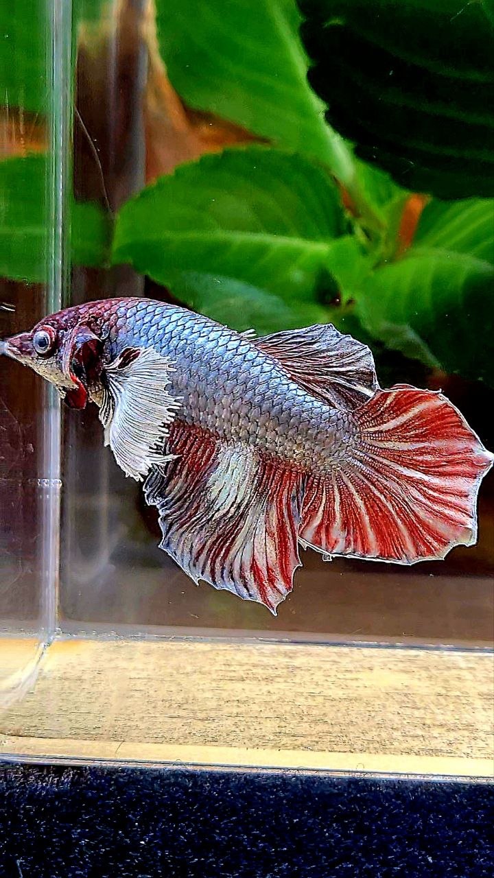 FEMALE HALFMOON COPPER RED BETTA FISH
