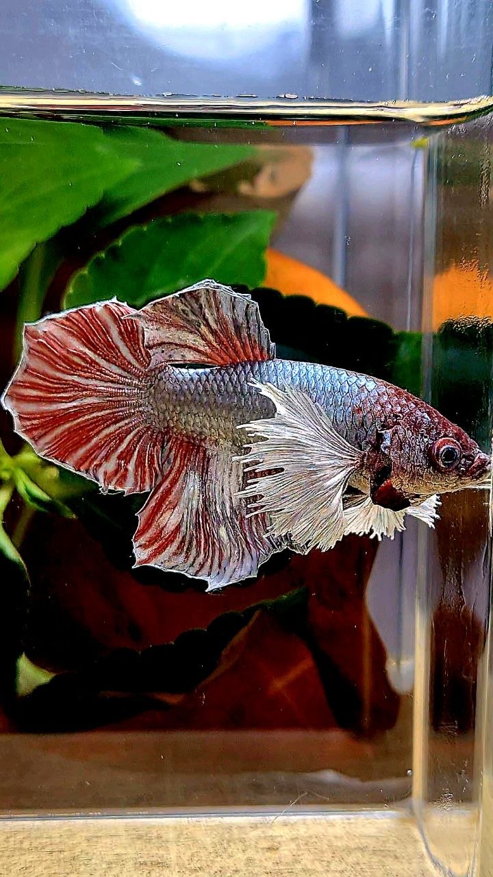 FEMALE HALFMOON COPPER RED BETTA FISH