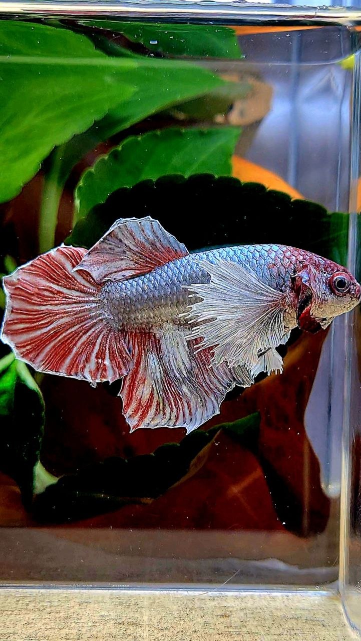 FEMALE HALFMOON COPPER RED BETTA FISH