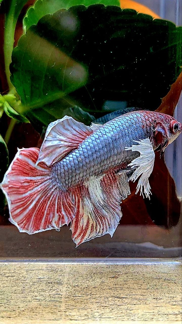 FEMALE HALFMOON COPPER RED BETTA FISH