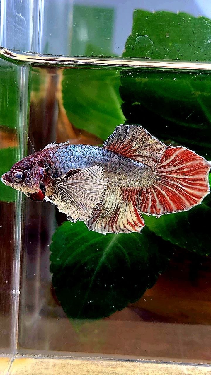FEMALE HALFMOON COPPER RED BETTA FISH