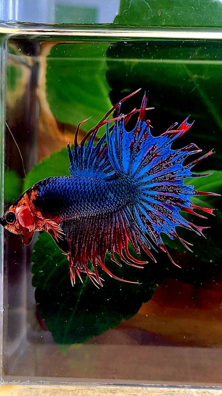 CROWNTAIL RED FANCY BLUE BETTA FISH