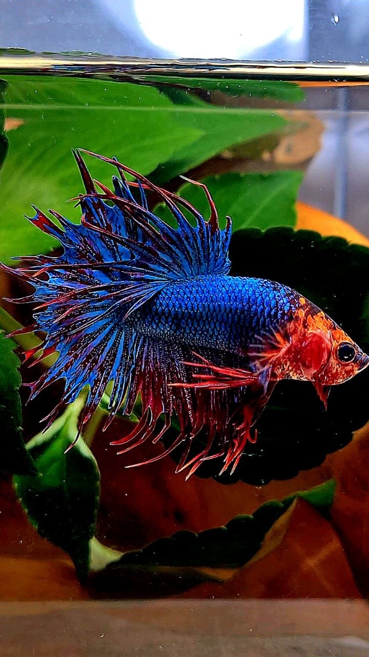 CROWNTAIL RED FANCY BLUE BETTA FISH