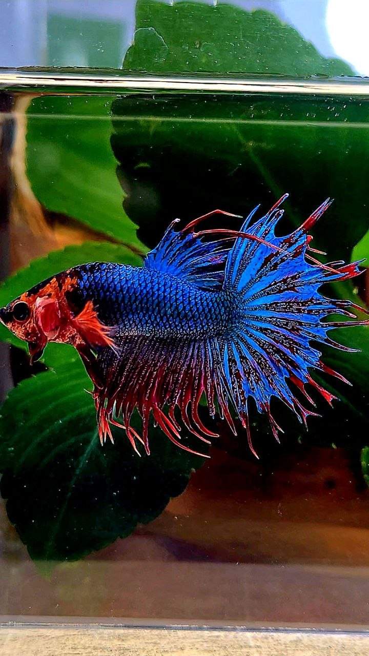 CROWNTAIL RED FANCY BLUE BETTA FISH