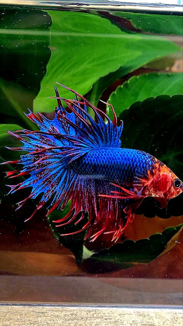 CROWNTAIL RED FANCY BLUE BETTA FISH