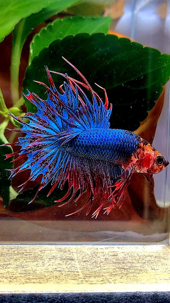 CROWNTAIL RED FANCY BLUE BETTA FISH