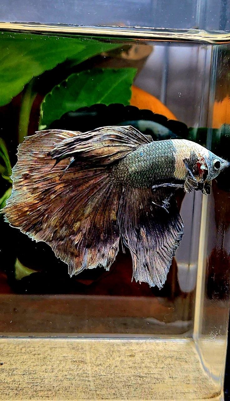 HALFMOON COPPER ARMY BETTA FISH