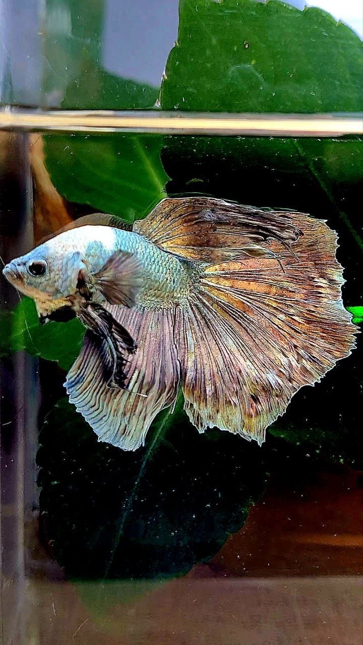 HALFMOON COPPER ARMY BETTA FISH