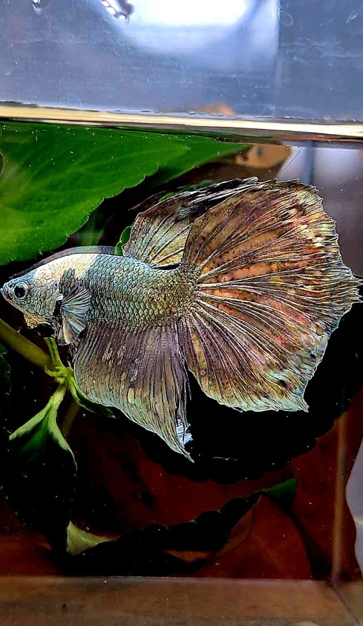 HALFMOON COPPER ARMY BETTA FISH