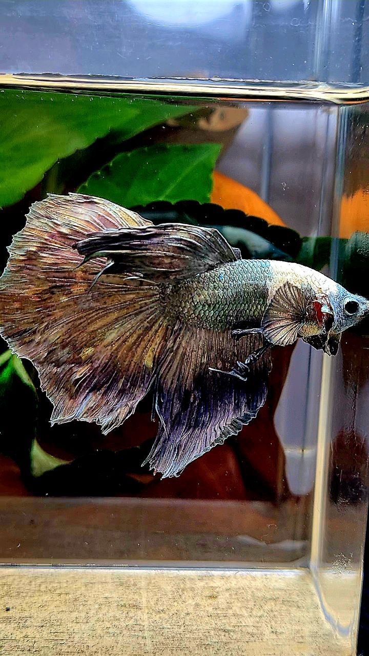 HALFMOON COPPER ARMY BETTA FISH