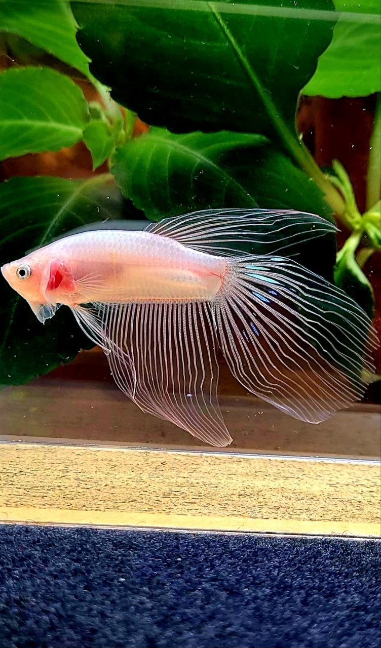 VEILTAIL TRANSPARENT CELLOPHANE BETTA FISH