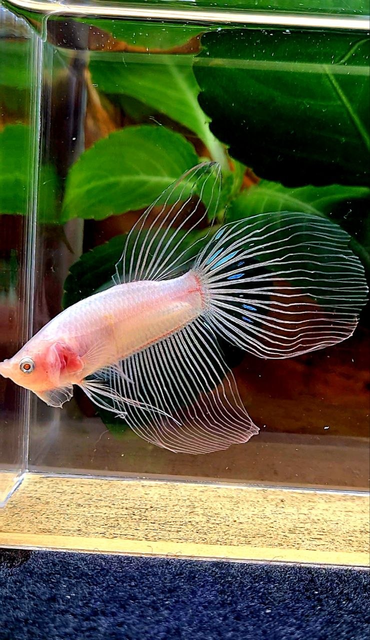 VEILTAIL TRANSPARENT CELLOPHANE BETTA FISH
