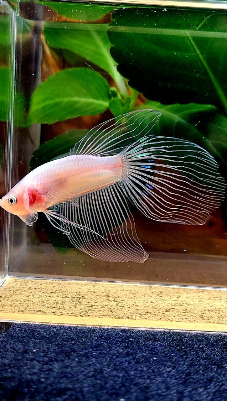 VEILTAIL TRANSPARENT CELLOPHANE BETTA FISH