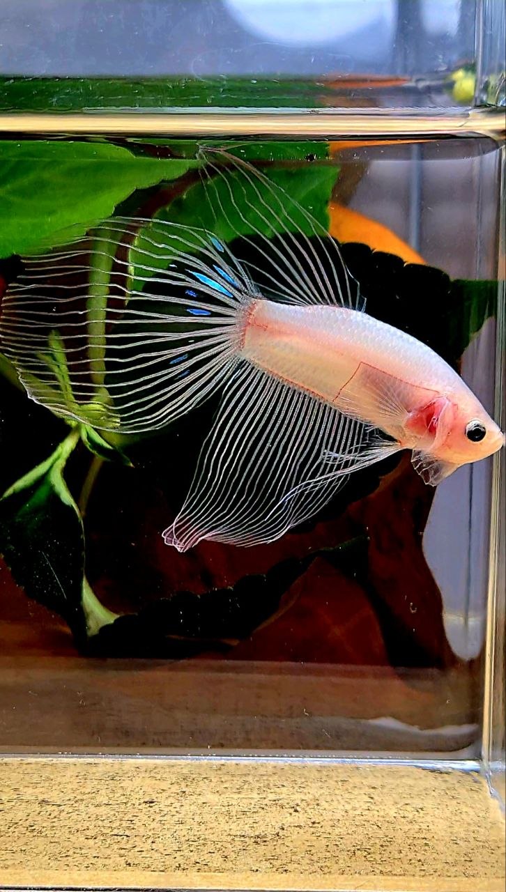 VEILTAIL TRANSPARENT CELLOPHANE BETTA FISH