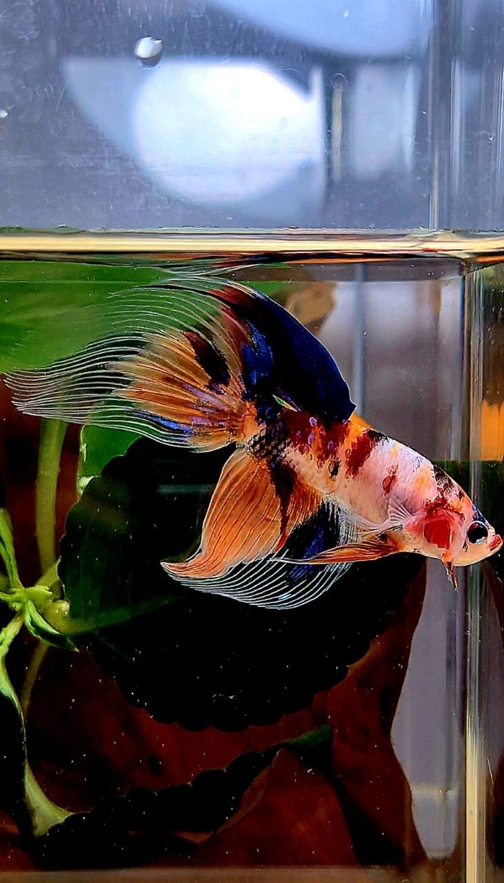 VEILTAIL KOI MULTICOLOR BETTA FISH