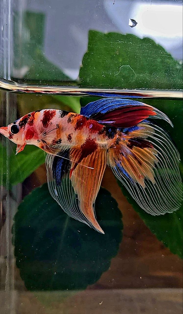 VEILTAIL KOI MULTICOLOR BETTA FISH
