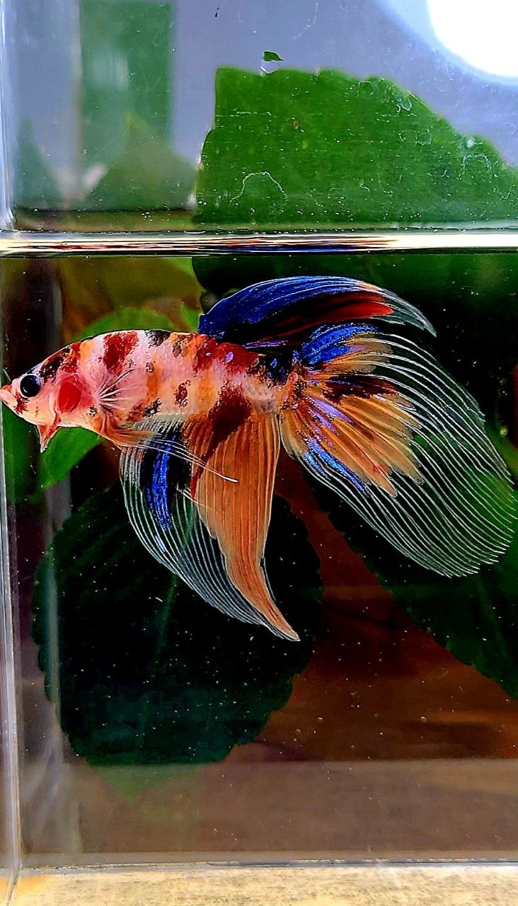 VEILTAIL KOI MULTICOLOR BETTA FISH