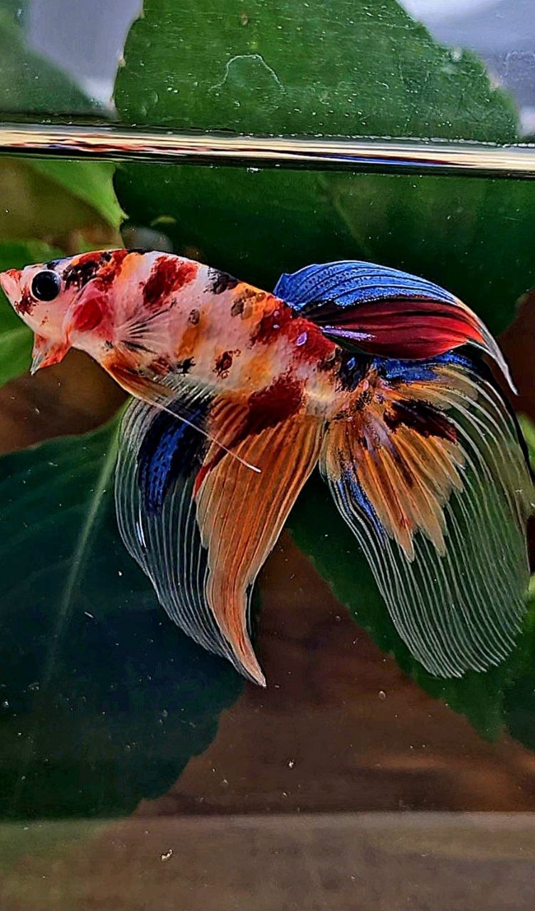 VEILTAIL KOI MULTICOLOR BETTA FISH
