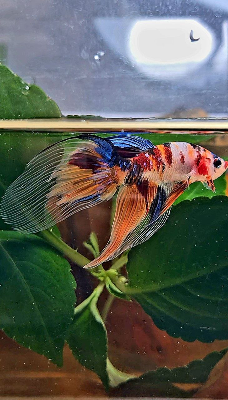 VEILTAIL KOI MULTICOLOR BETTA FISH