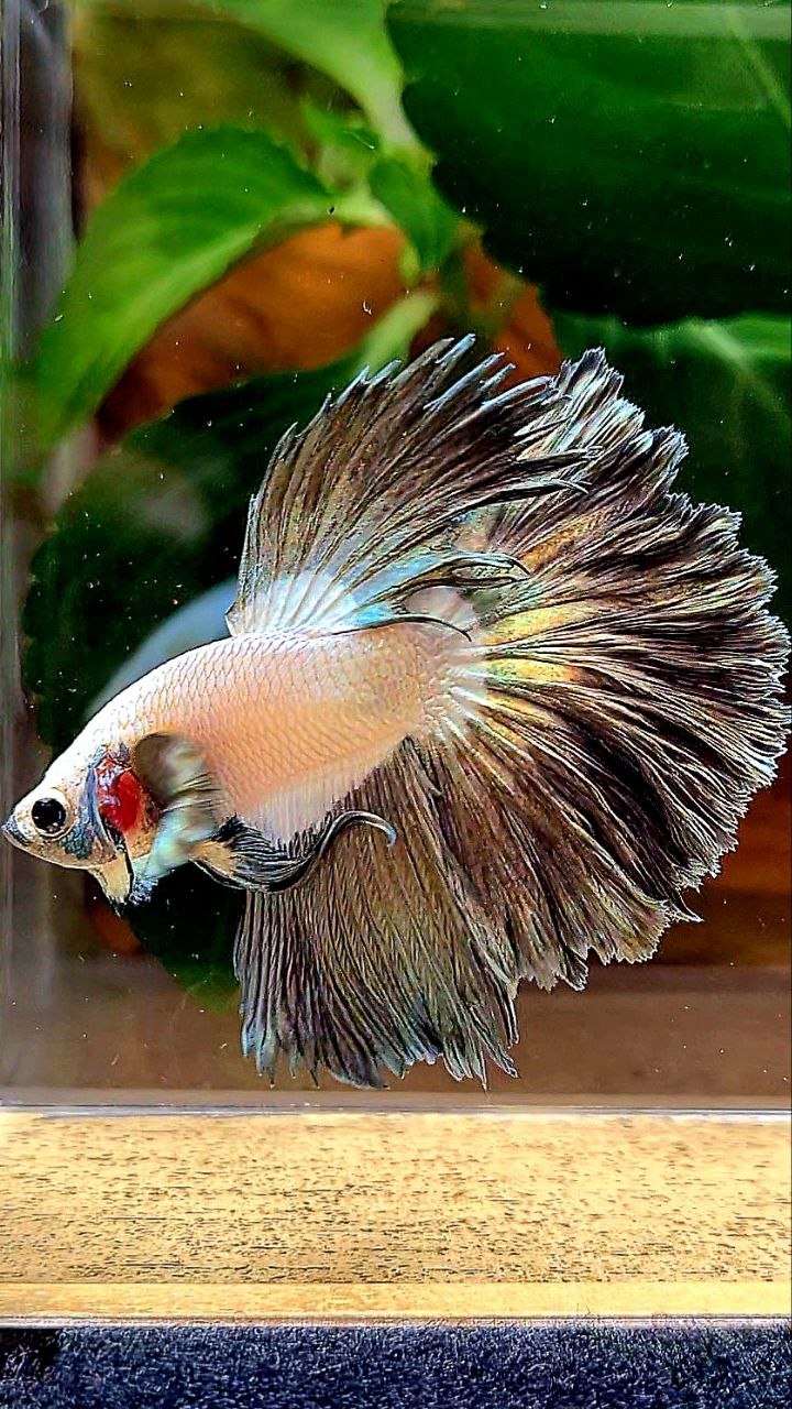 HALFMOON ROSETAIL COPPER RIM BETTA FISH