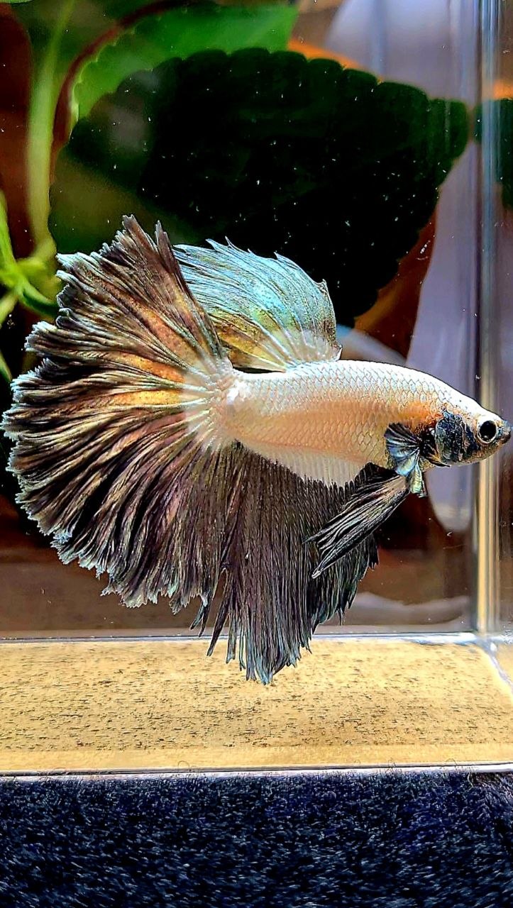 HALFMOON ROSETAIL COPPER RIM BETTA FISH