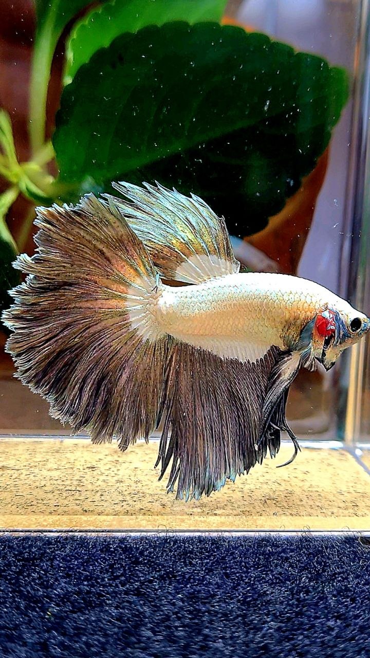 HALFMOON ROSETAIL COPPER RIM BETTA FISH