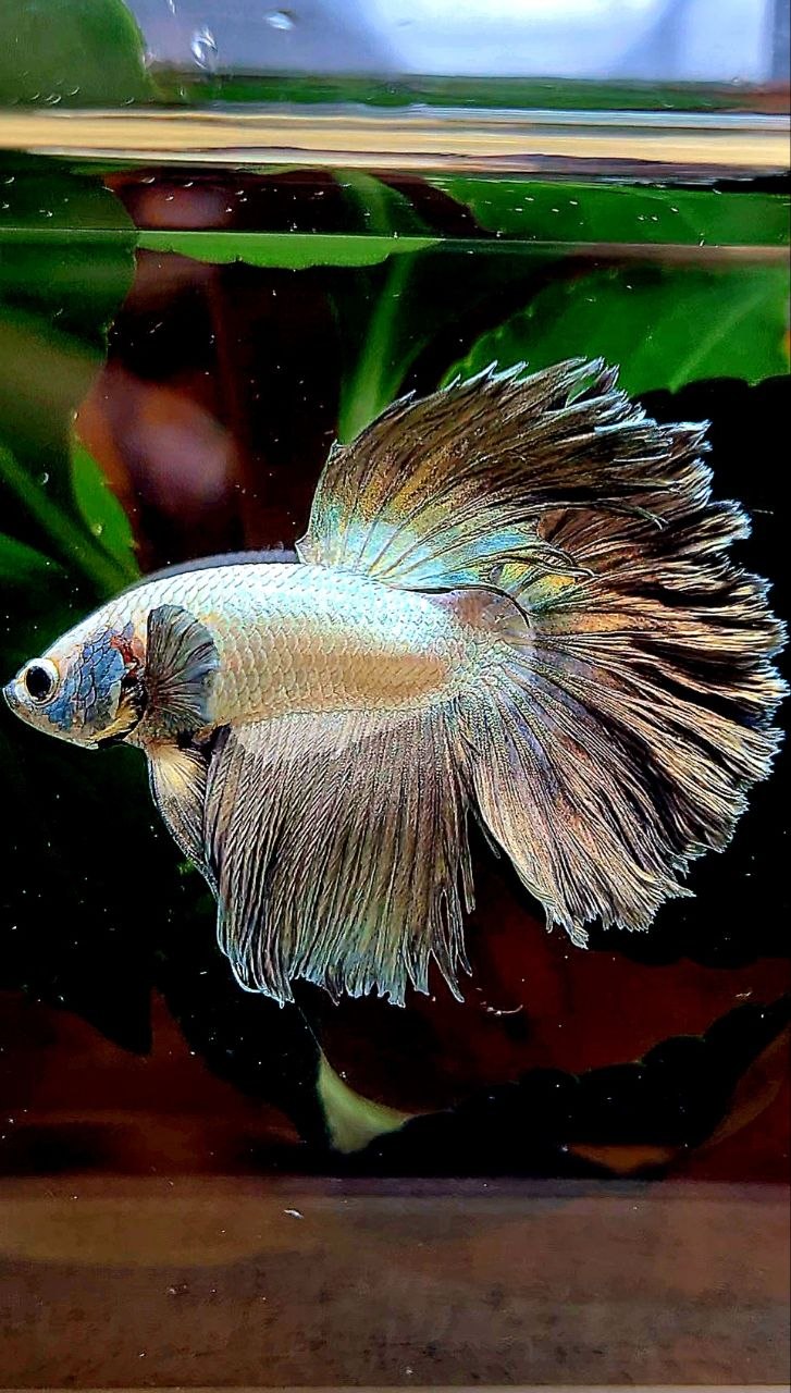 HALFMOON ROSETAIL COPPER RIM BETTA FISH