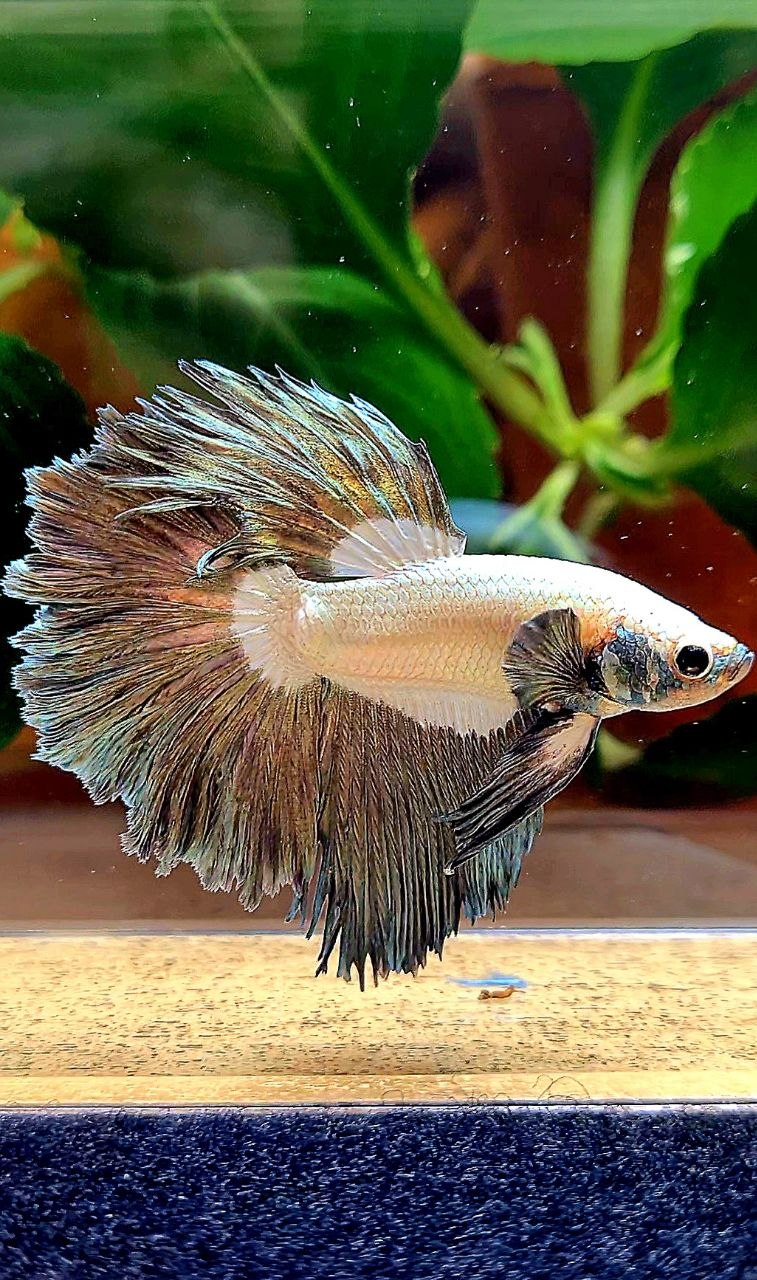 HALFMOON ROSETAIL COPPER RIM BETTA FISH