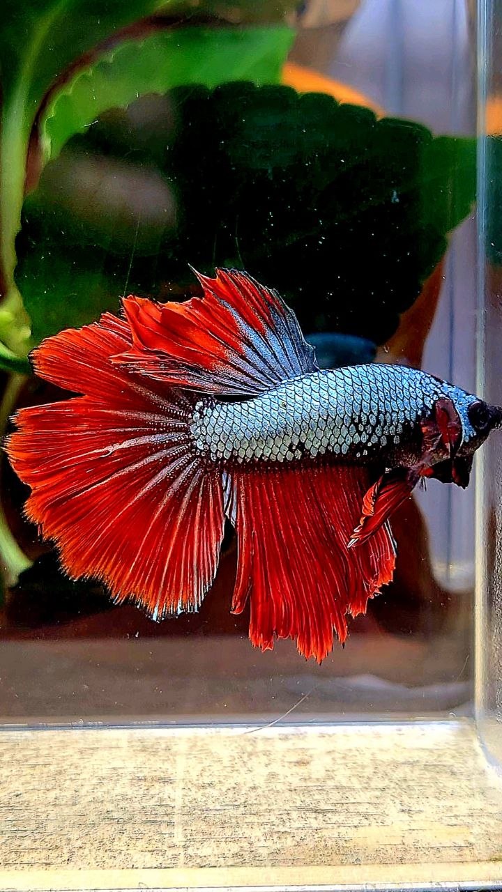 HALFMOON ROSETAIL RED COPPER DRAGON BETTA FISH