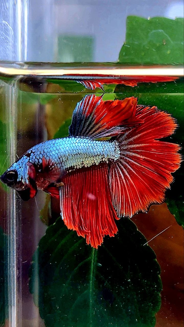 HALFMOON ROSETAIL RED COPPER DRAGON BETTA FISH