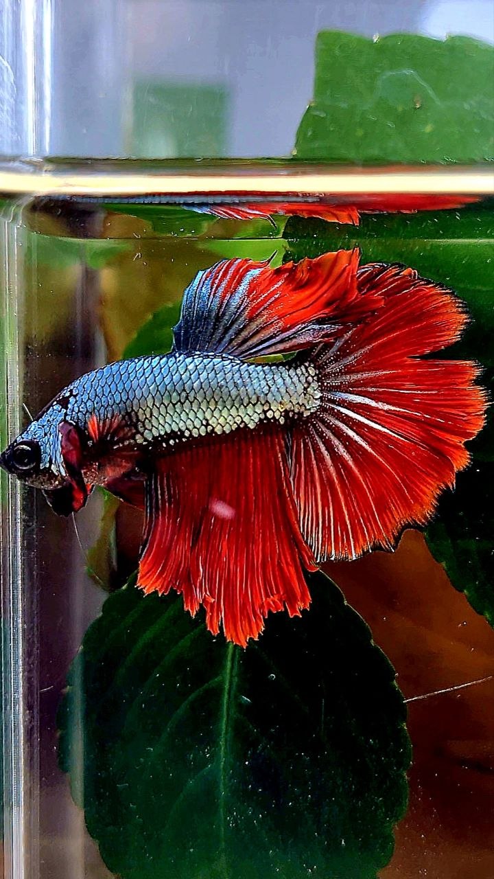HALFMOON ROSETAIL RED COPPER DRAGON BETTA FISH
