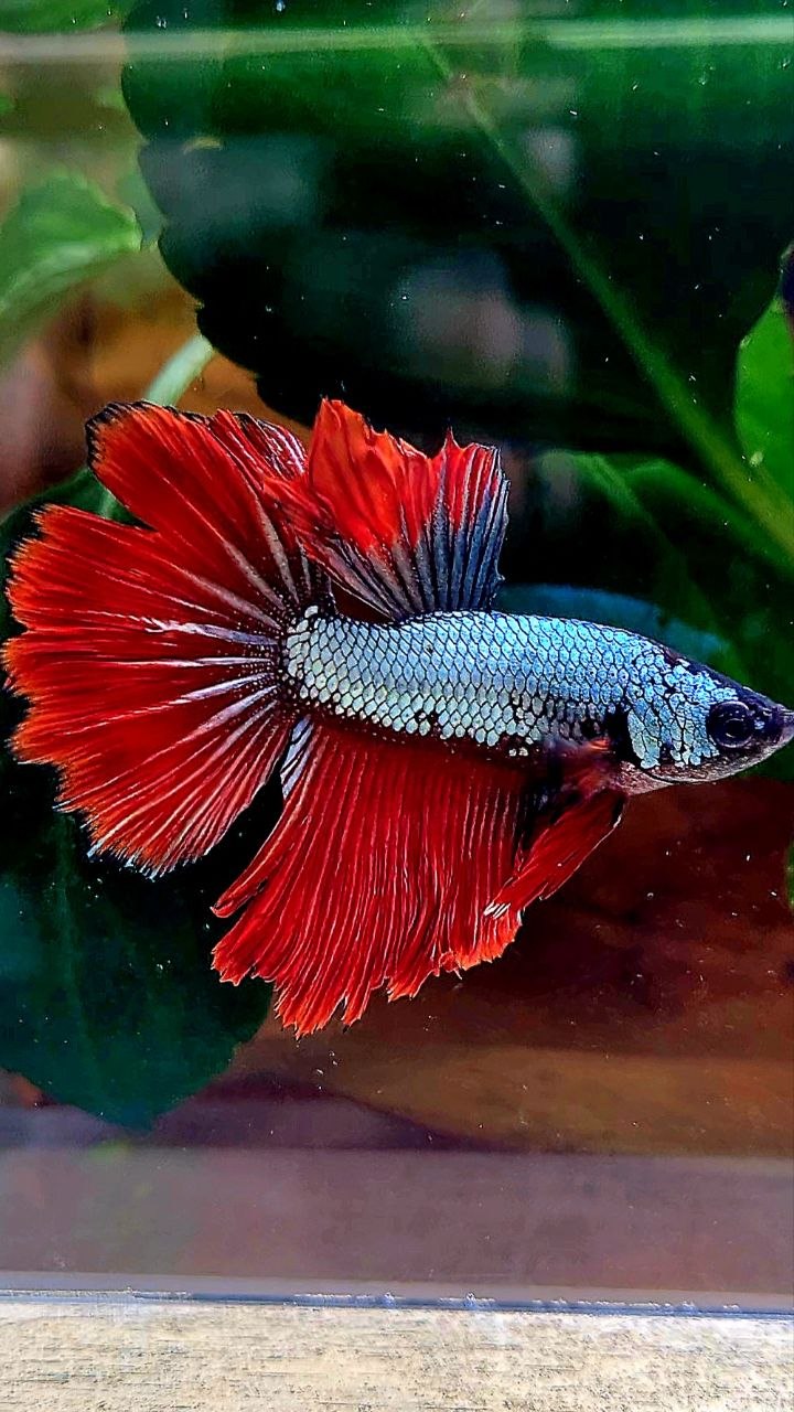 HALFMOON ROSETAIL RED COPPER DRAGON BETTA FISH