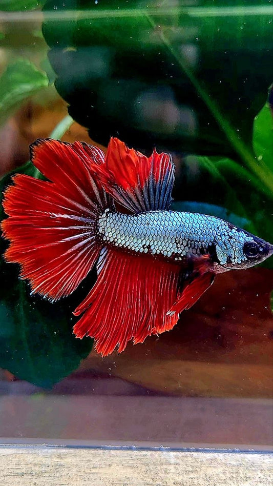 HALFMOON ROSETAIL RED COPPER DRAGON BETTA FISH