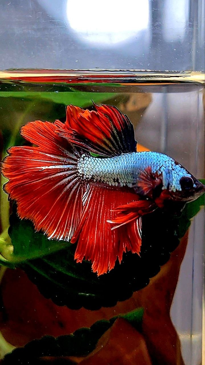 HALFMOON ROSETAIL RED COPPER DRAGON BETTA FISH