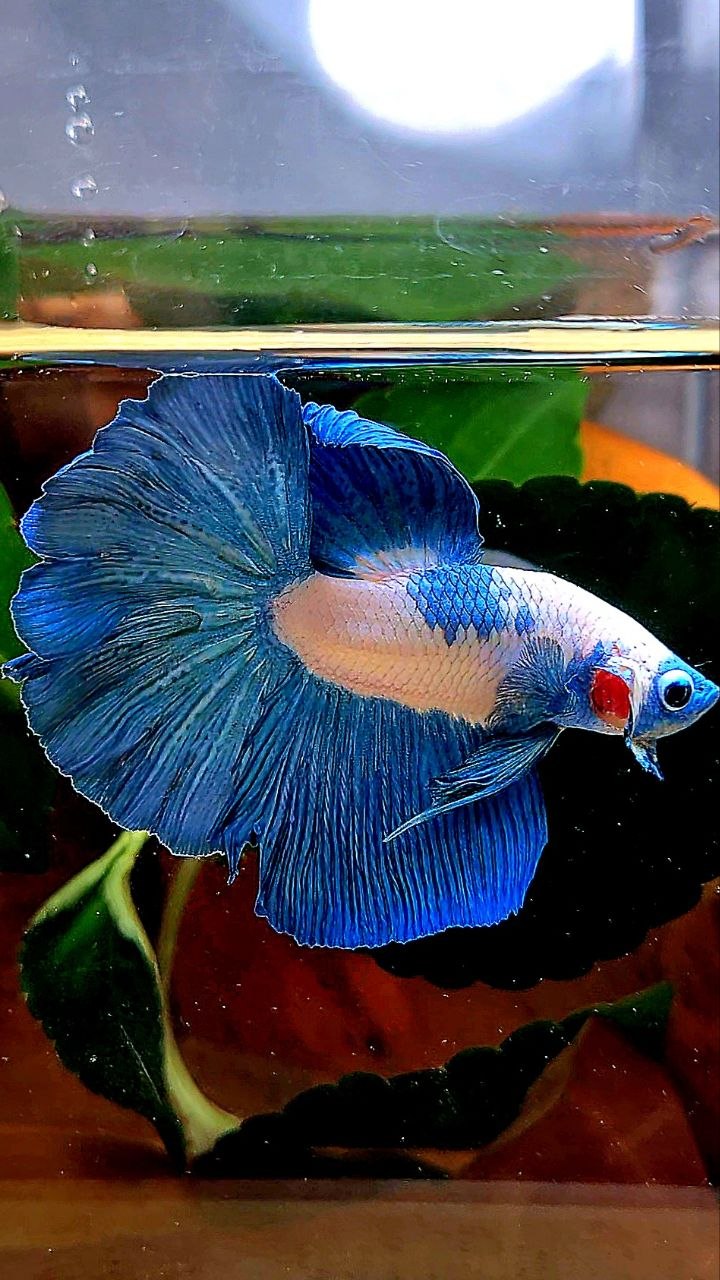 HALFMOON BLUE RIM MARBLE BETTA FISH