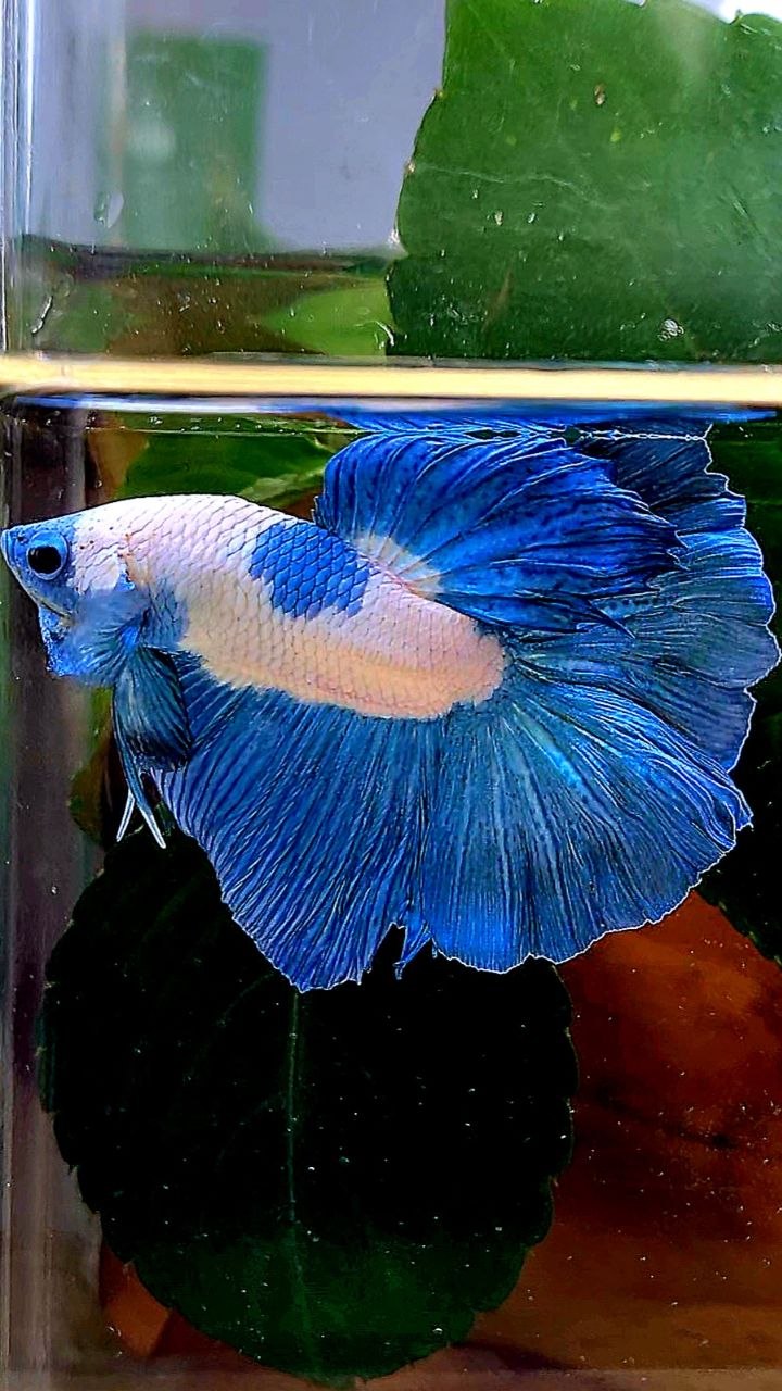 HALFMOON BLUE RIM MARBLE BETTA FISH