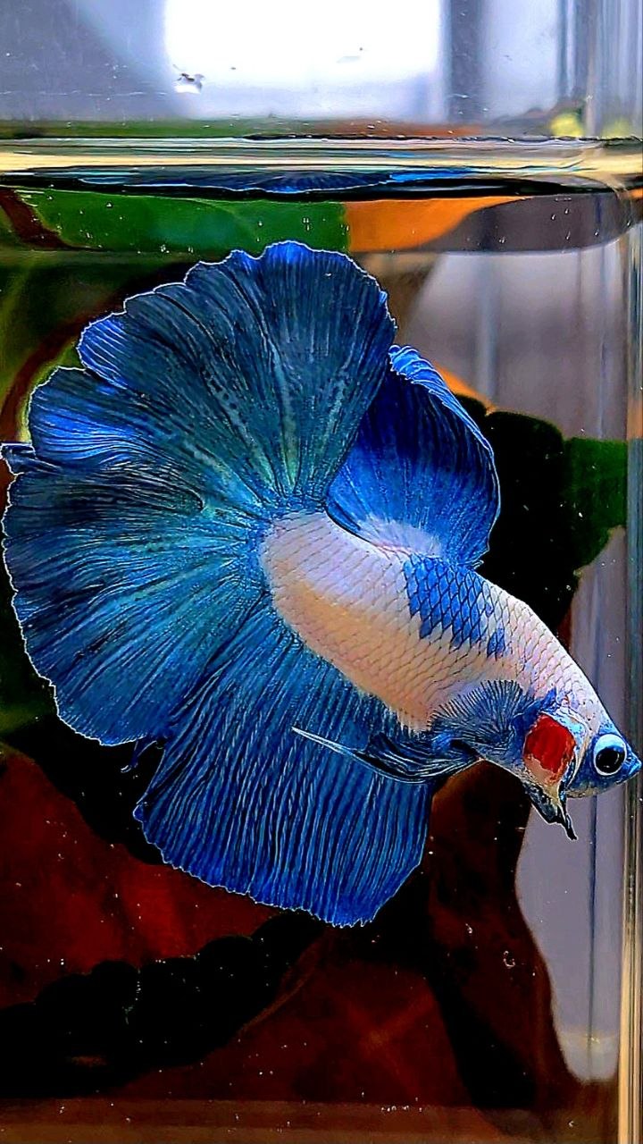 HALFMOON BLUE RIM MARBLE BETTA FISH