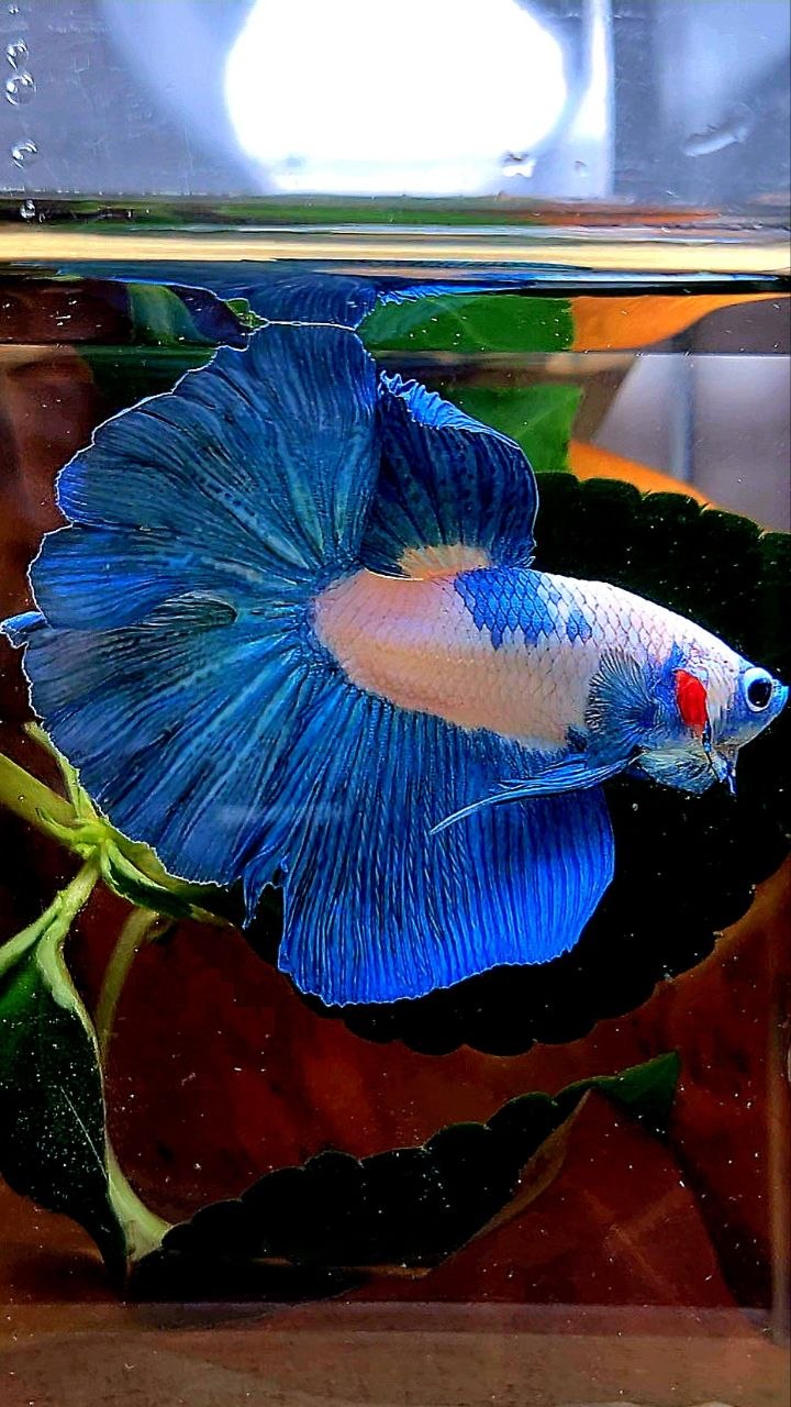 HALFMOON BLUE RIM MARBLE BETTA FISH
