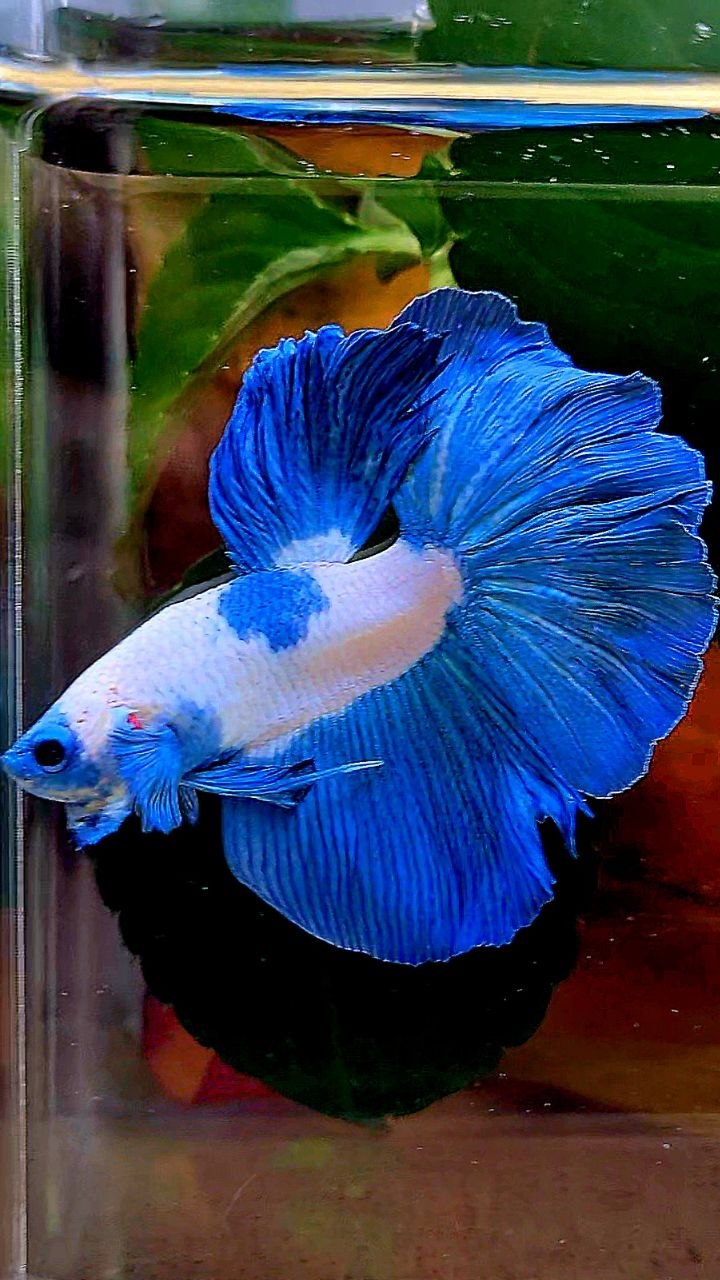 HALFMOON BLUE RIM MARBLE BETTA FISH