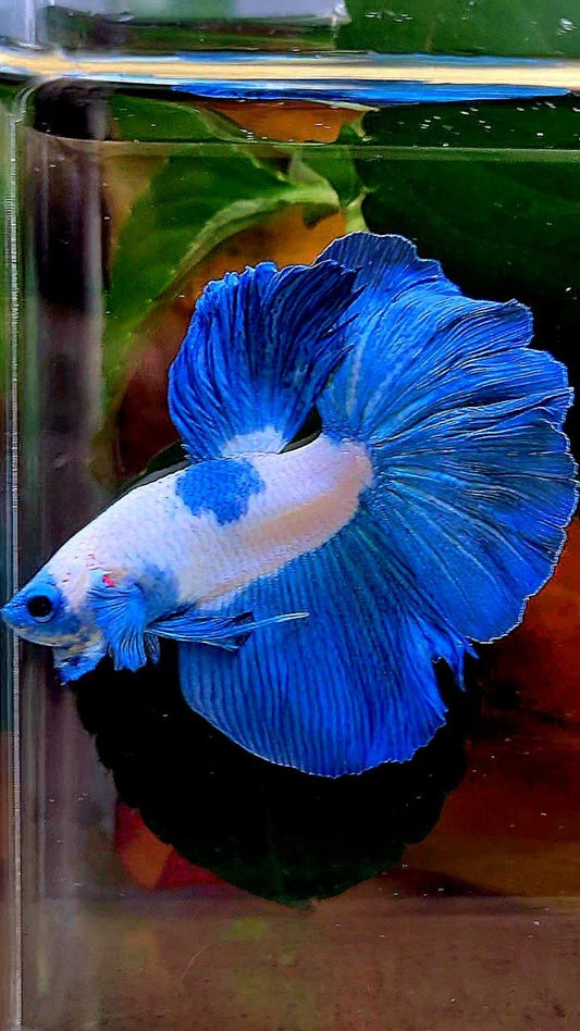HALFMOON BLUE RIM MARBLE BETTA FISH