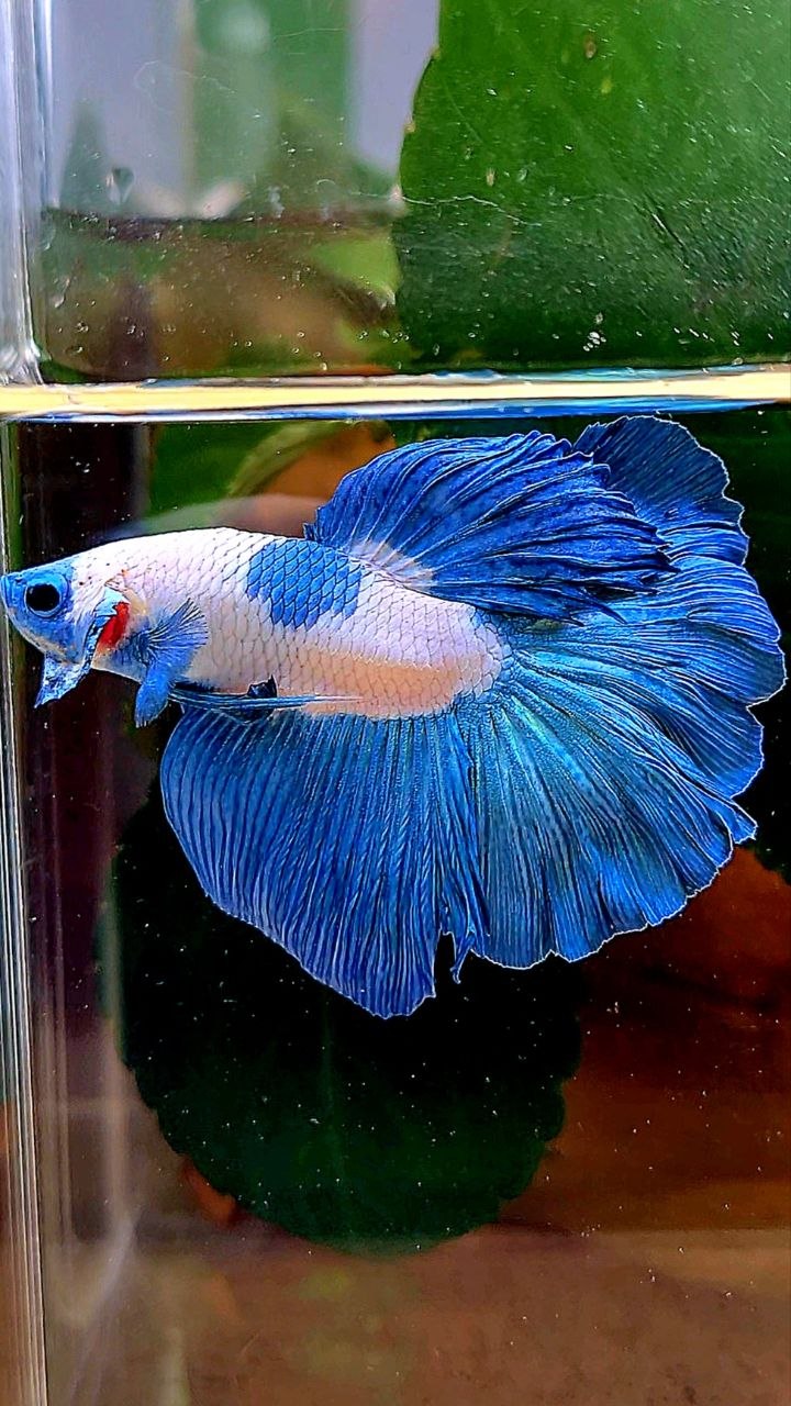 HALFMOON BLUE RIM MARBLE BETTA FISH