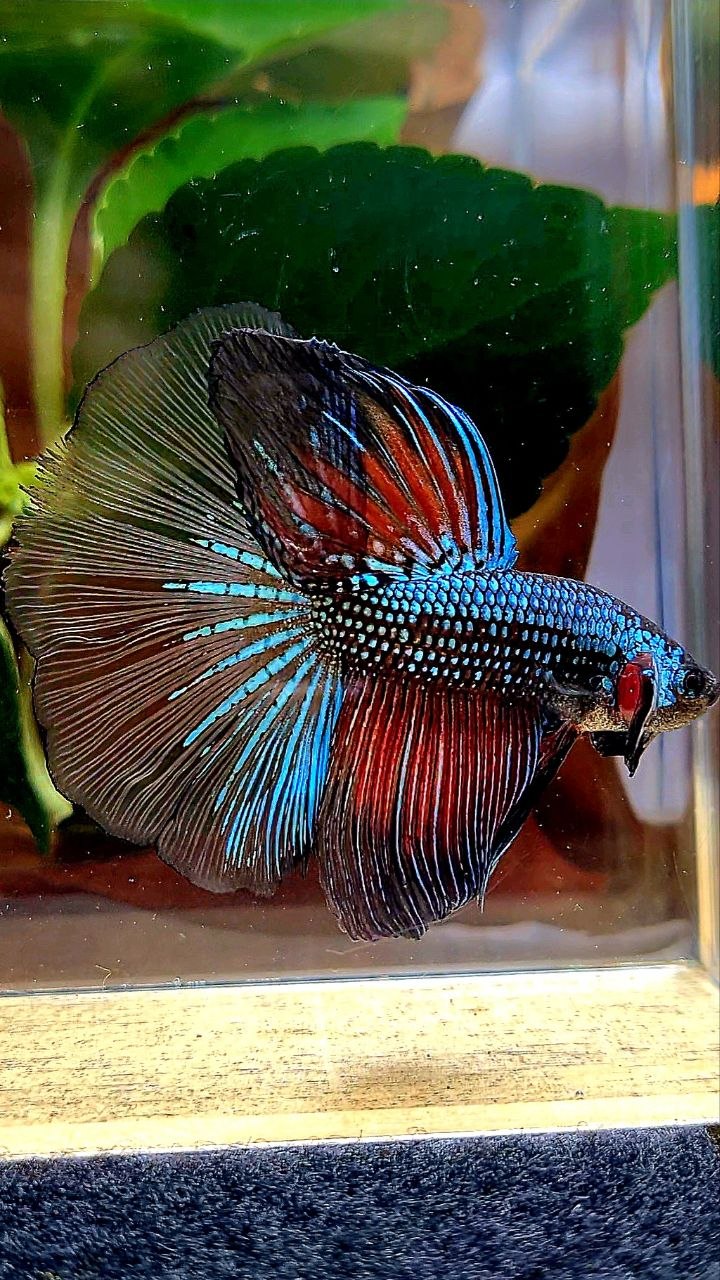 HALFMOON ROSETAIL DARK FANCY BETTA FISH