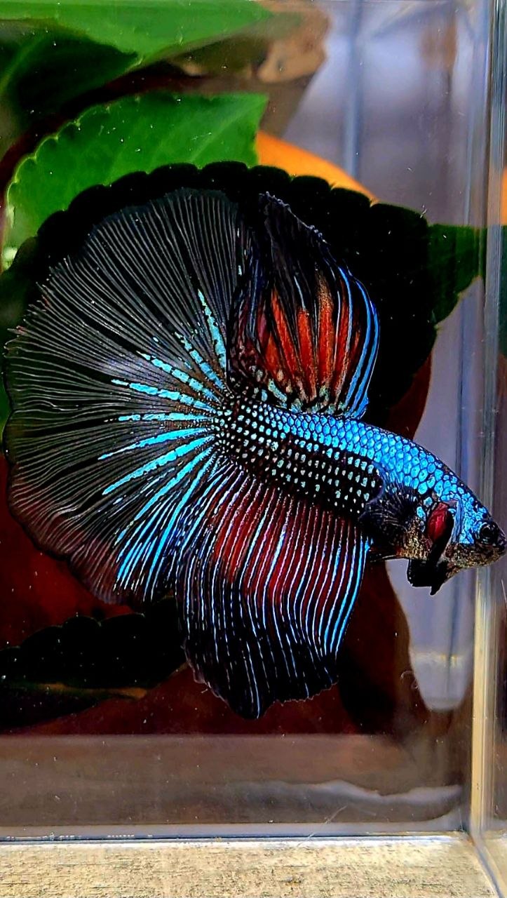 HALFMOON ROSETAIL DARK FANCY BETTA FISH