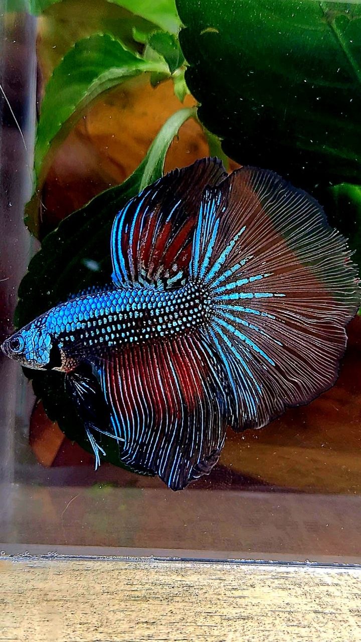 HALFMOON ROSETAIL DARK FANCY BETTA FISH