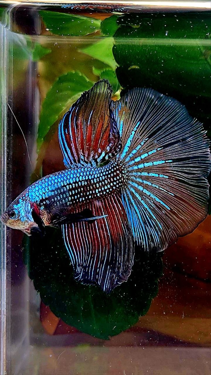HALFMOON ROSETAIL DARK FANCY BETTA FISH